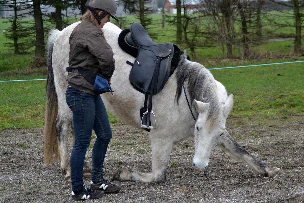 Anden særlig race Pasqual -My Unicorn- billede 6