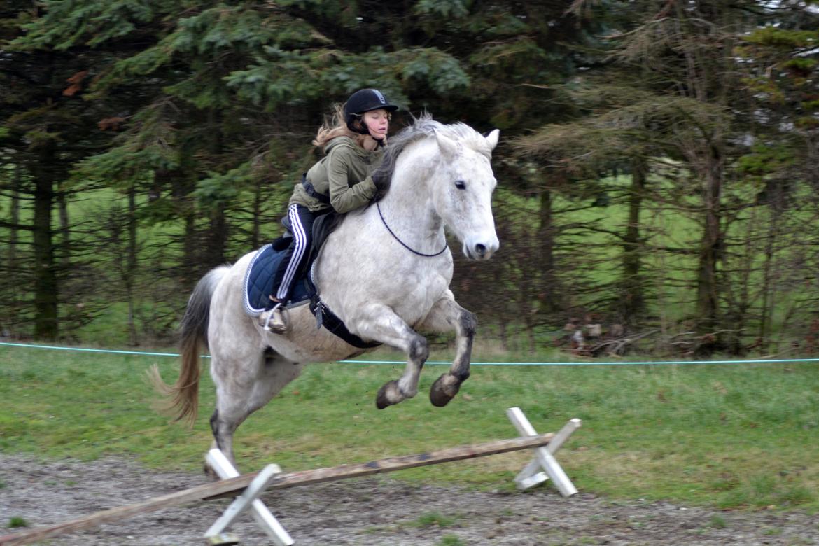 Anden særlig race Pasqual -My Unicorn- billede 35