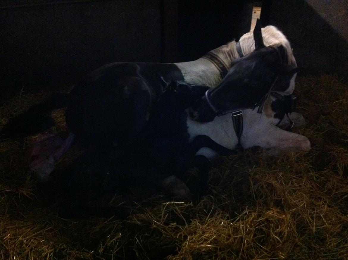 Anden særlig race Finest Mocca - Så kom han endelig :) billede 2