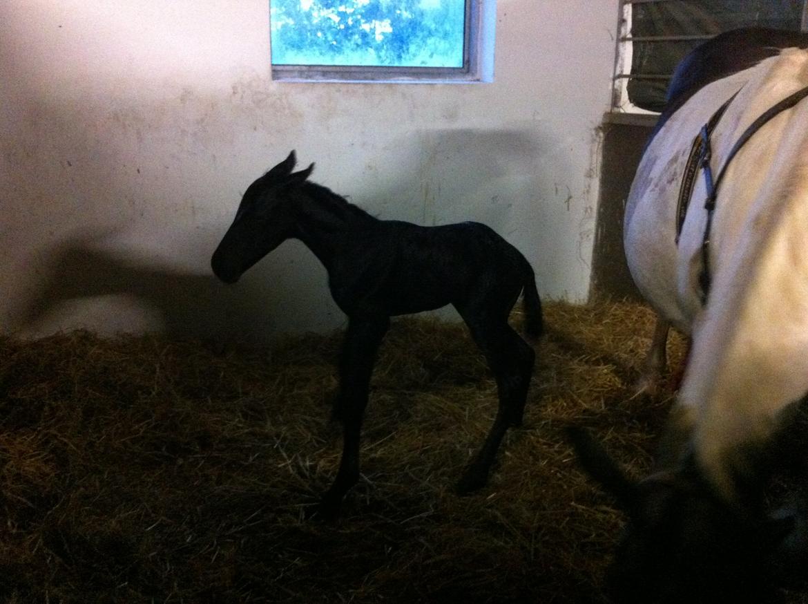 Anden særlig race Finest Mocca billede 3