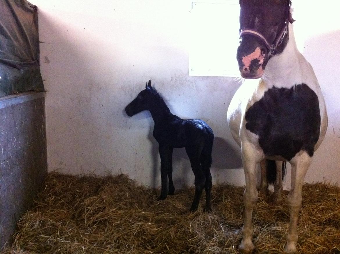 Anden særlig race Finest Mocca - Hurtigt på benene billede 4