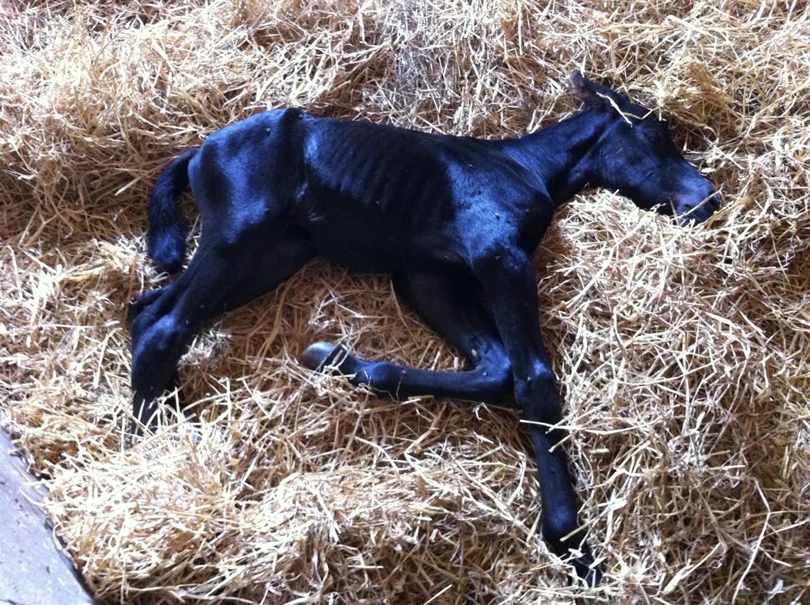 Anden særlig race Finest Mocca - Var næsten blå, da han lige var født billede 5