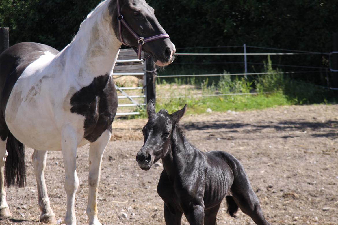 Anden særlig race Finest Mocca billede 6