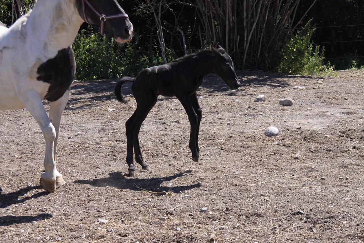 Anden særlig race Finest Mocca - Benene skal afprøves billede 7