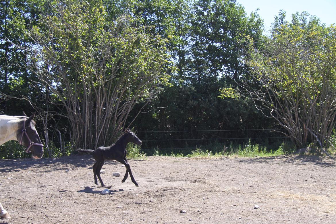 Anden særlig race Finest Mocca billede 8