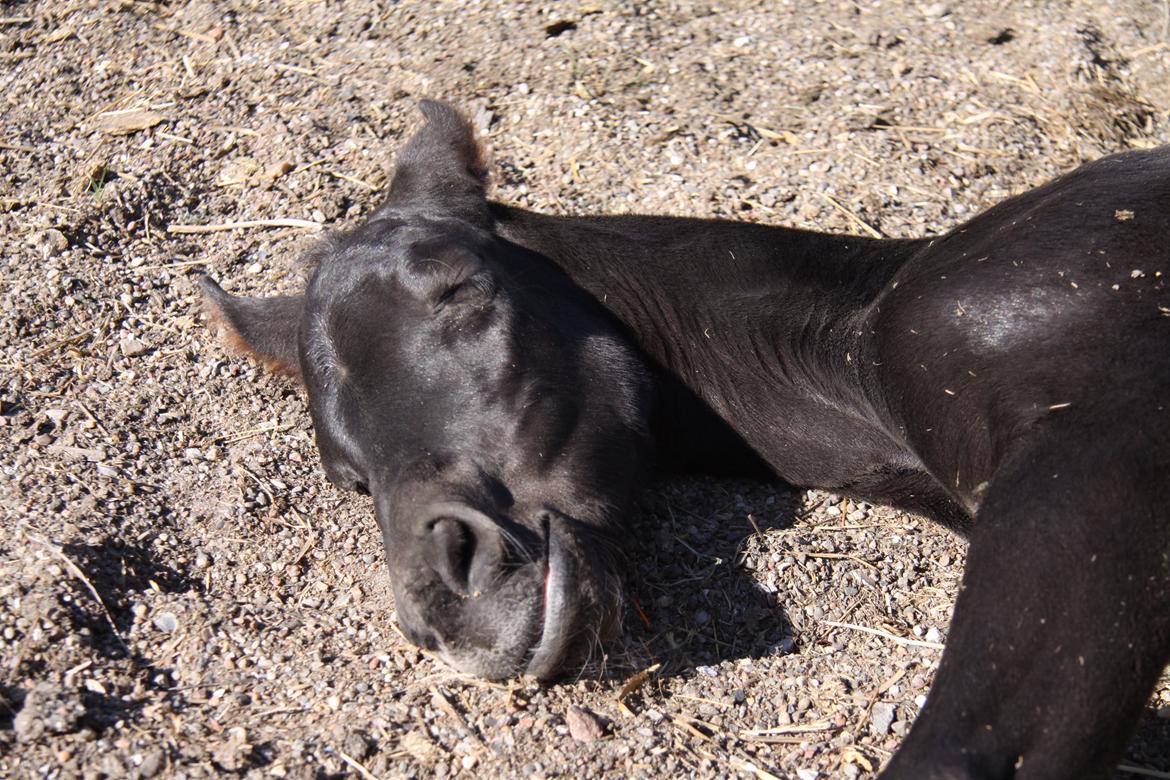 Anden særlig race Finest Mocca - Man bliver hurtigt træt billede 9