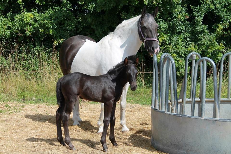 Anden særlig race Finest Mocca billede 10