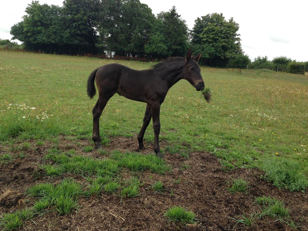 Anden særlig race Finest Mocca billede 11
