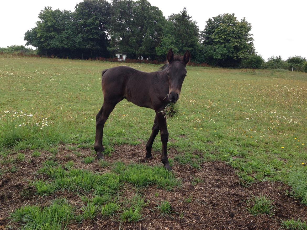Anden særlig race Finest Mocca billede 12