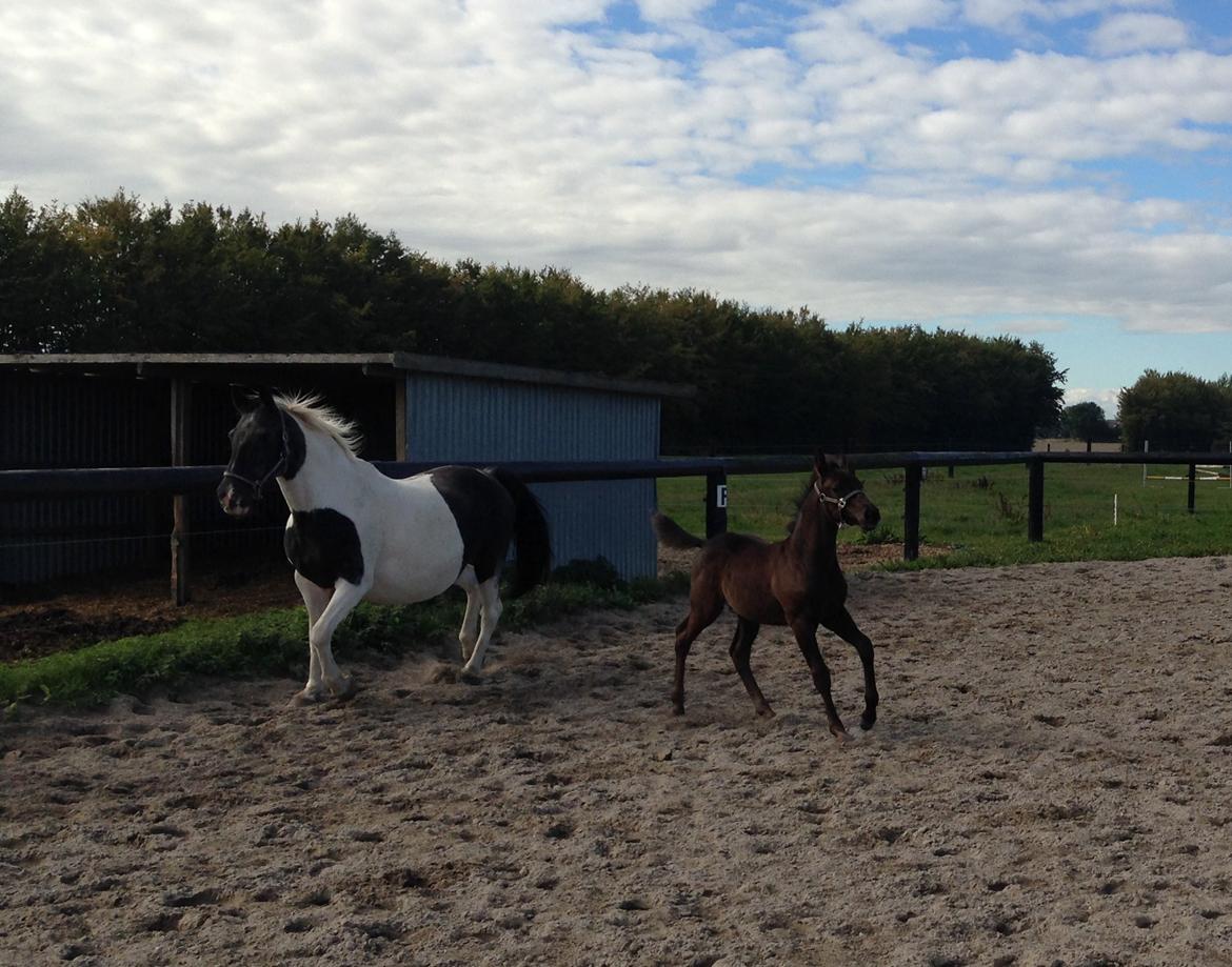 Anden særlig race Finest Mocca billede 13