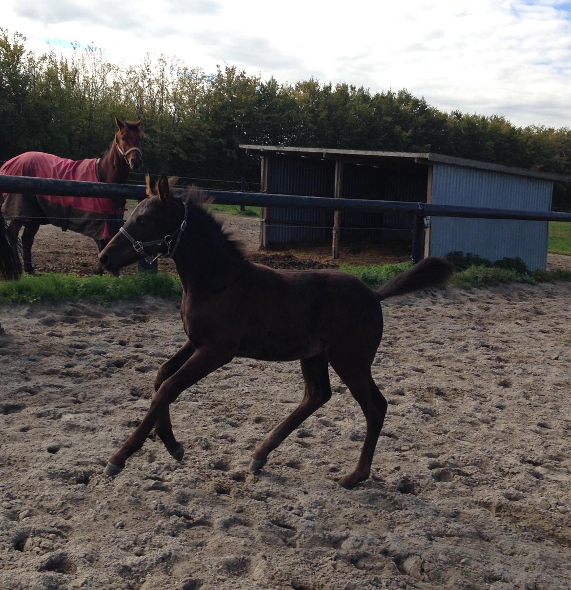 Anden særlig race Finest Mocca billede 14