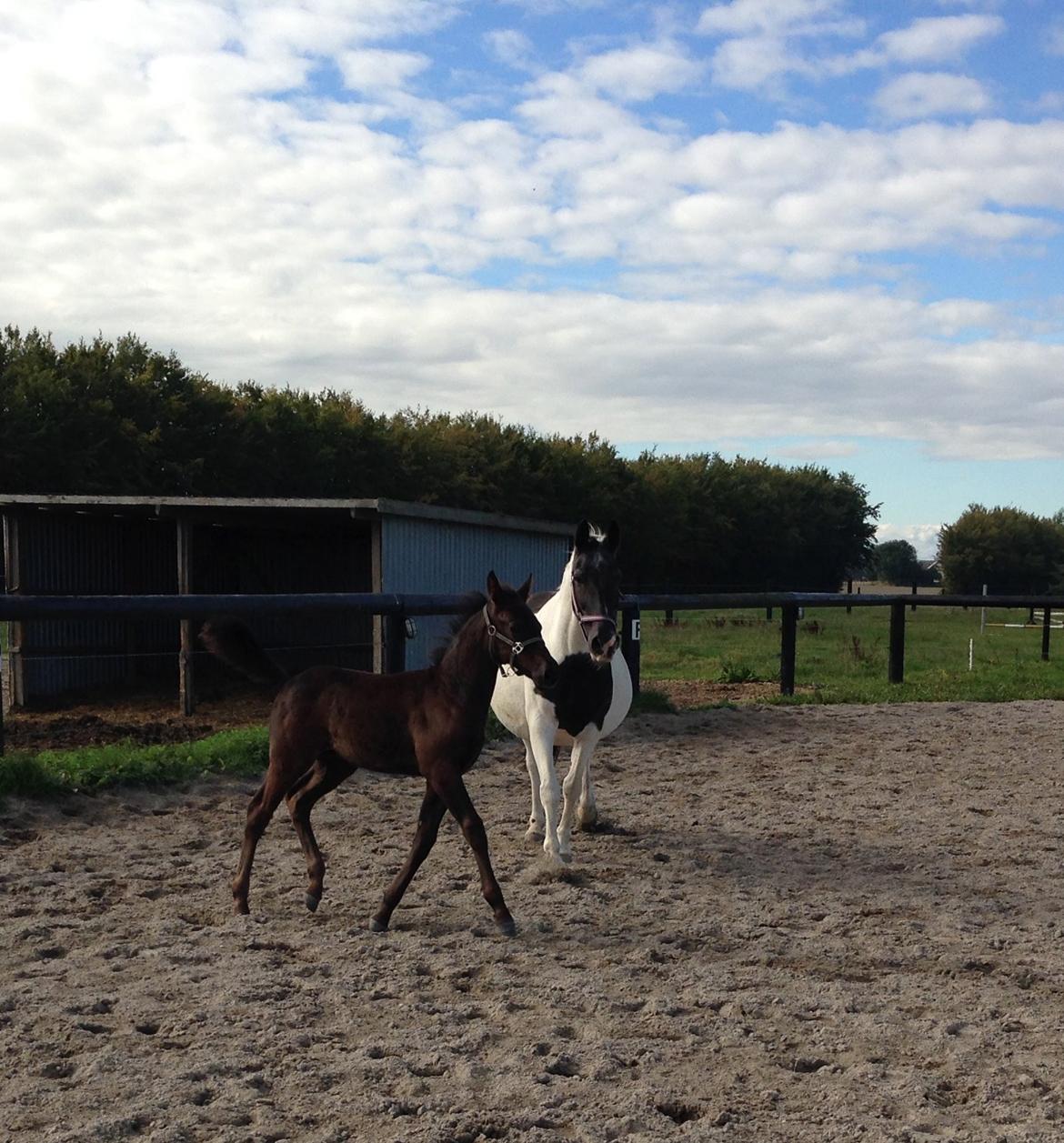 Anden særlig race Finest Mocca billede 15