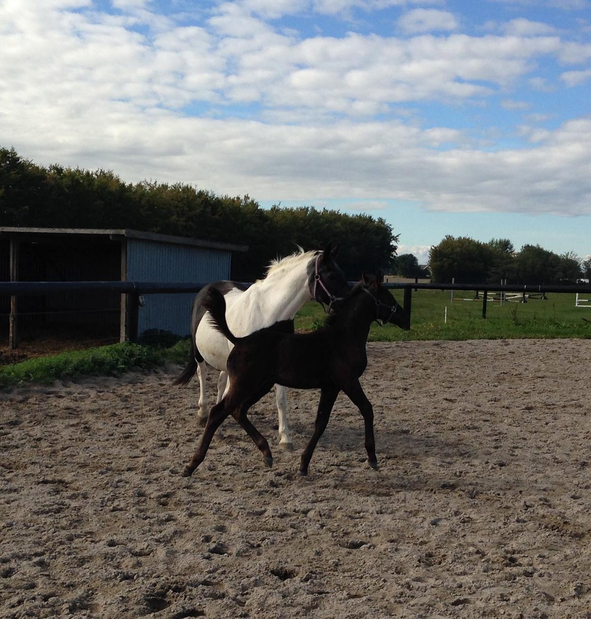 Anden særlig race Finest Mocca billede 16