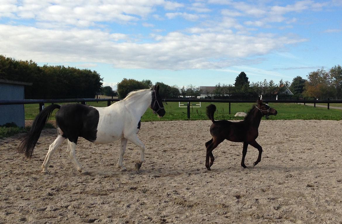 Anden særlig race Finest Mocca billede 17