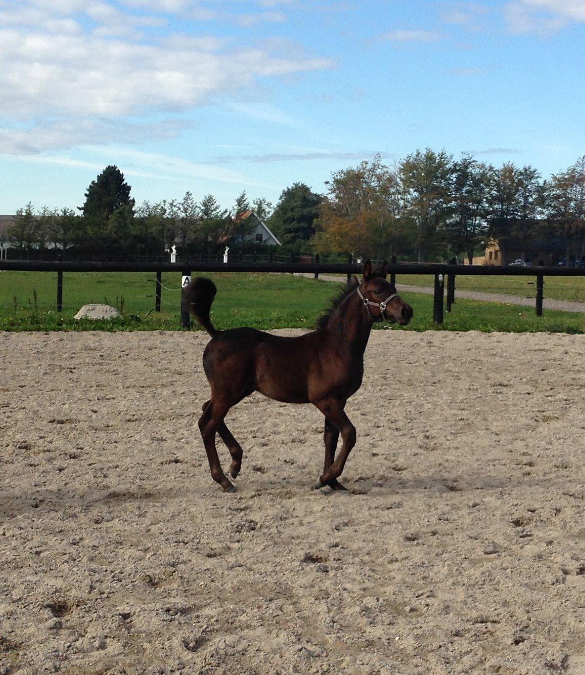 Anden særlig race Finest Mocca billede 18