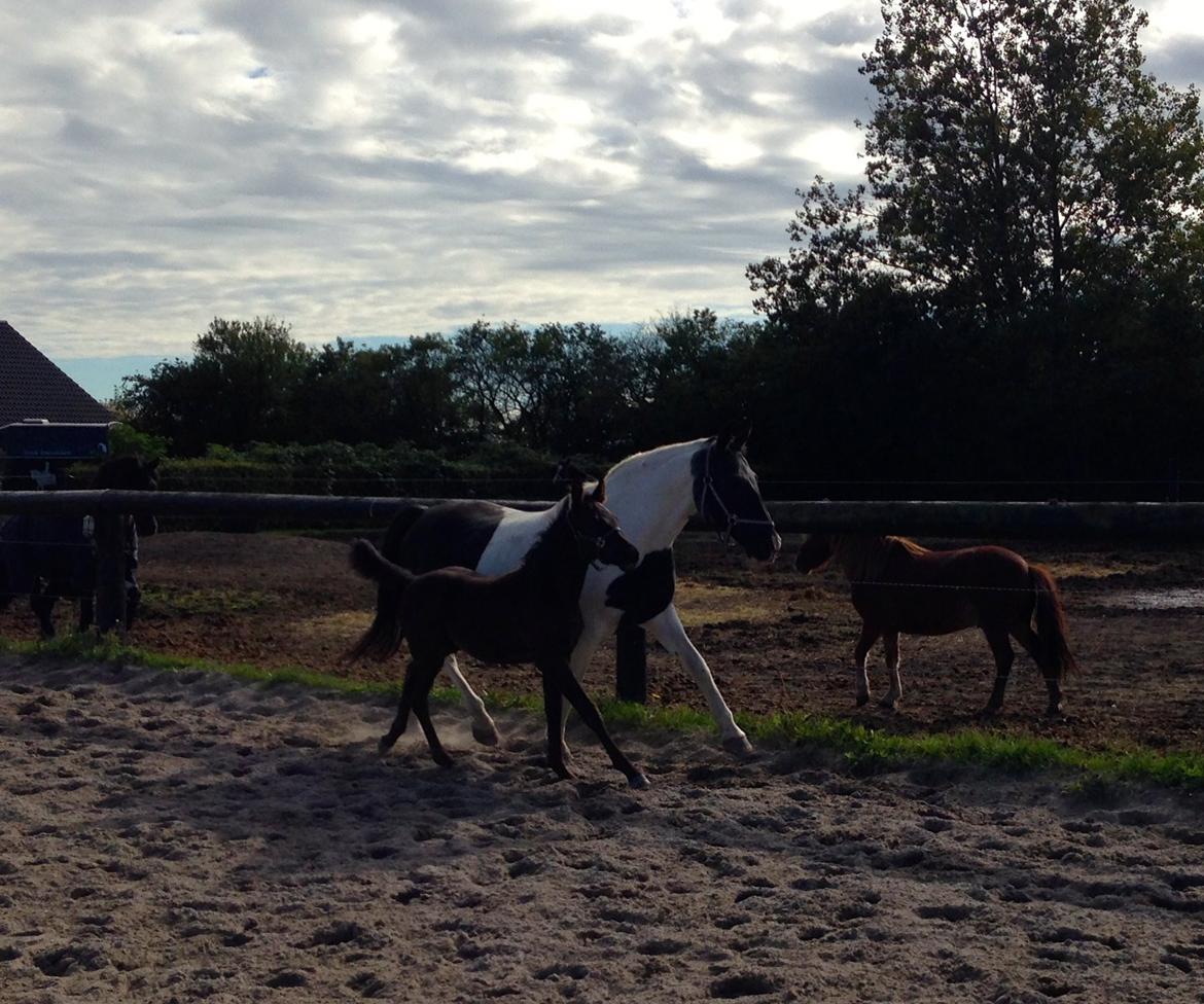 Anden særlig race Finest Mocca billede 19