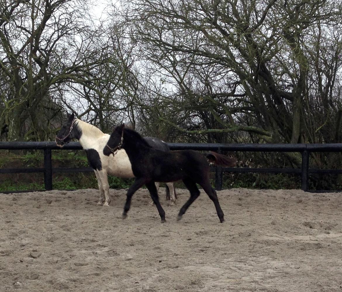 Anden særlig race Finest Mocca billede 20