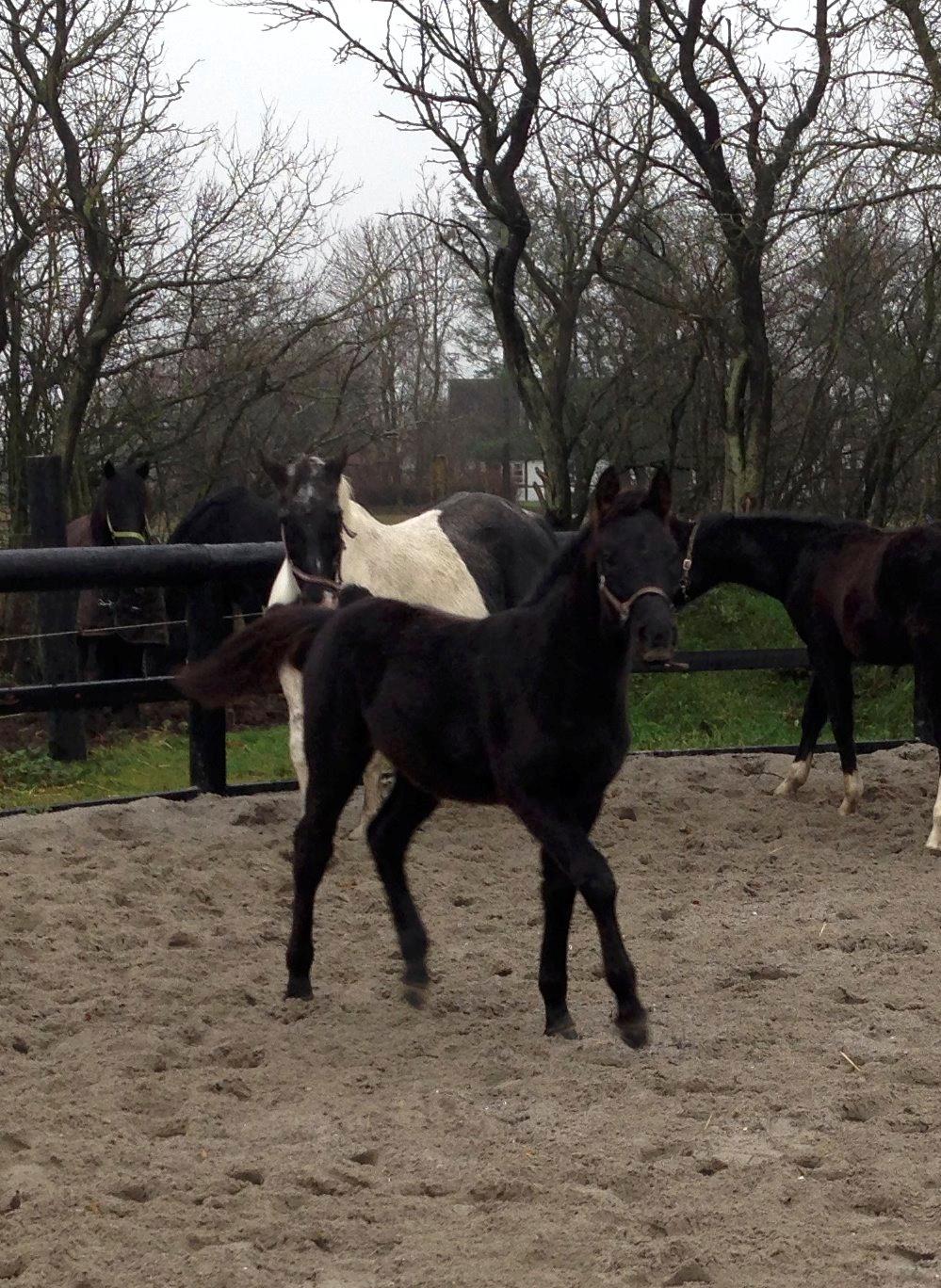 Anden særlig race Finest Mocca billede 21