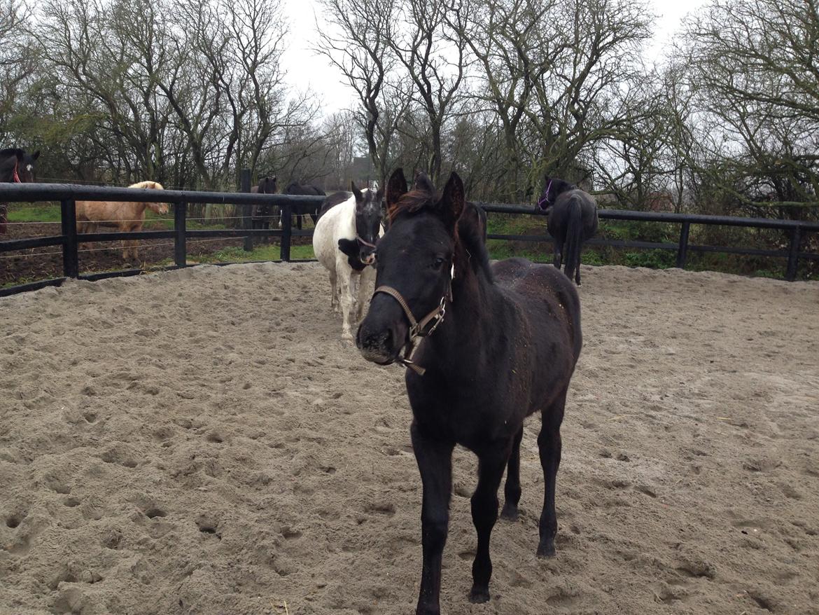 Anden særlig race Finest Mocca billede 22