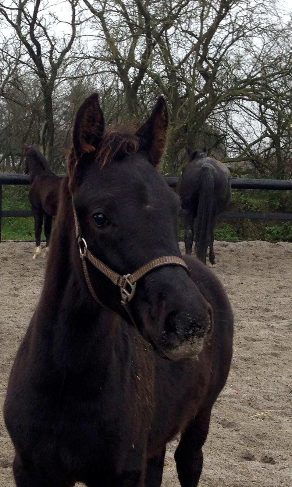 Anden særlig race Finest Mocca billede 1