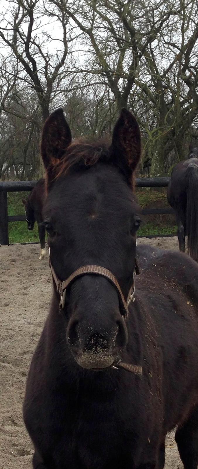 Anden særlig race Finest Mocca billede 23