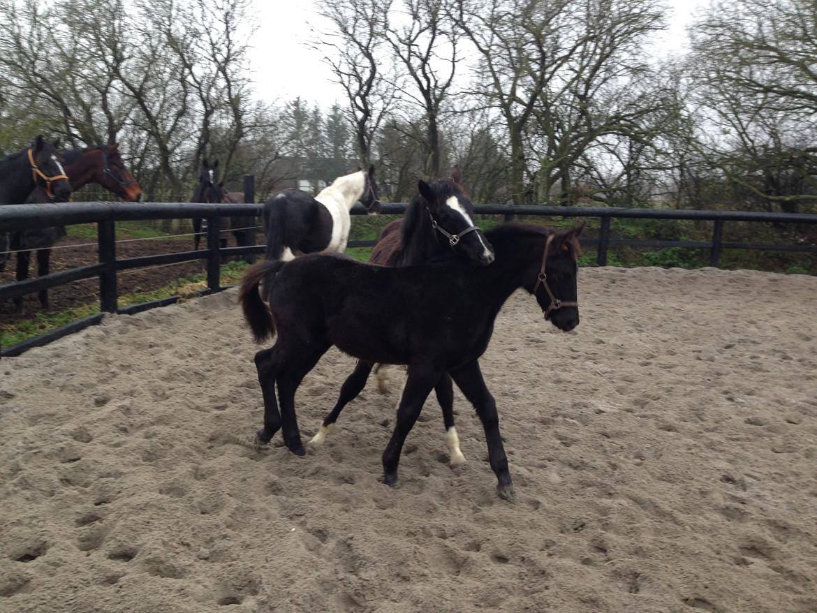 Anden særlig race Finest Mocca - Der leges billede 24