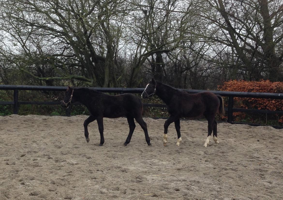 Anden særlig race Finest Mocca billede 25