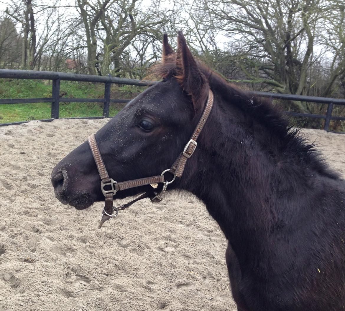 Anden særlig race Finest Mocca billede 26