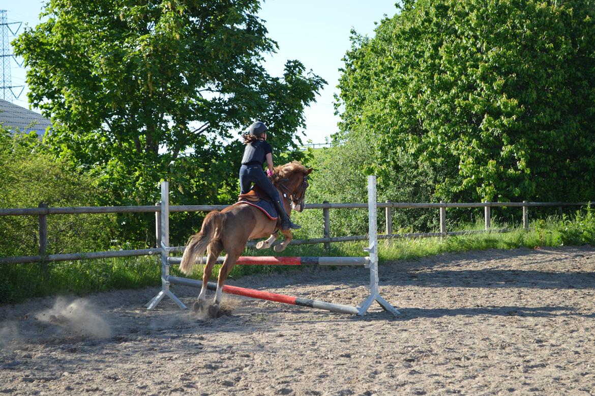 Tysk Sportspony Sultan(Sulle) <3 billede 26