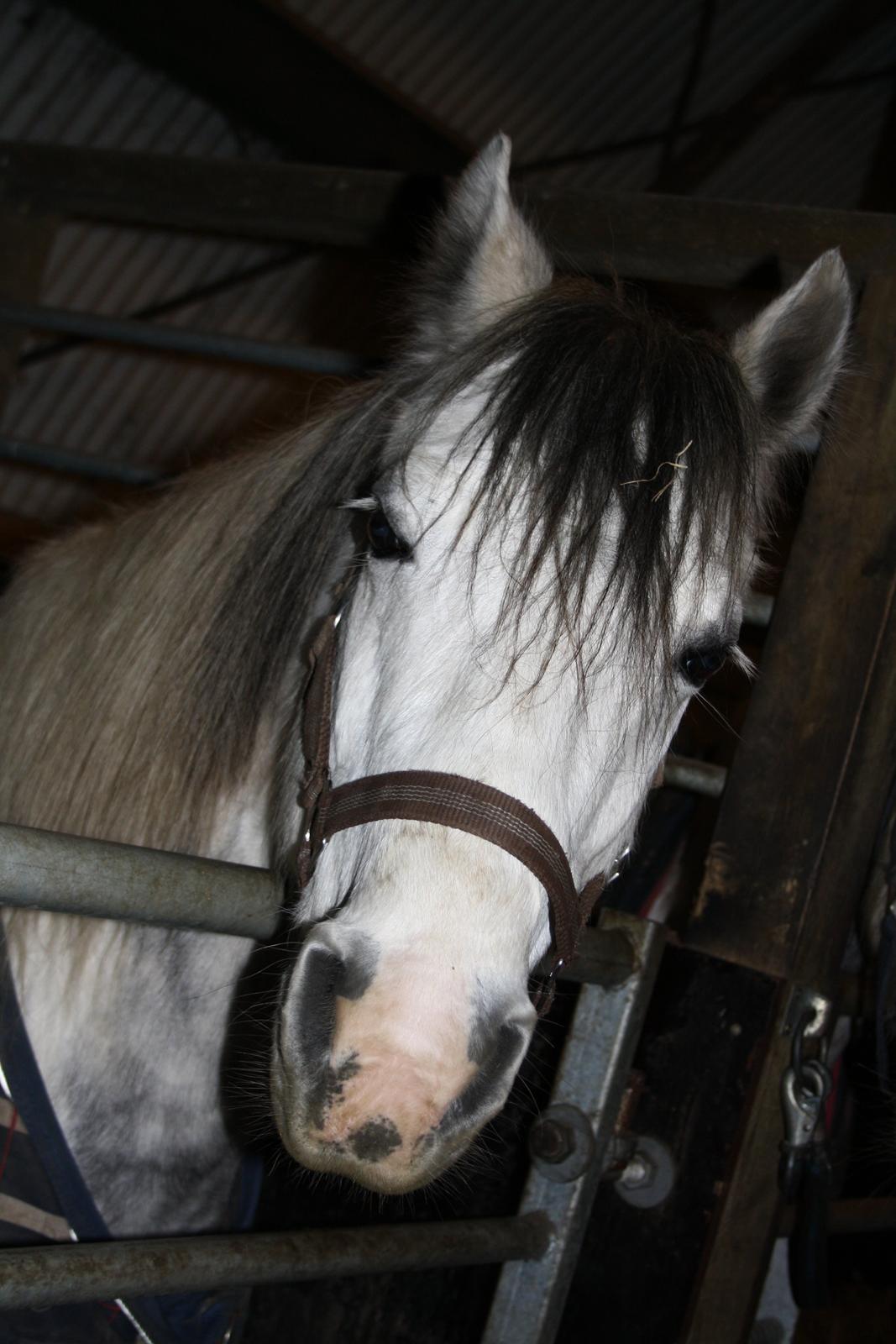 Anden særlig race Müseli<3 ( bornholms og klub mester ) billede 25