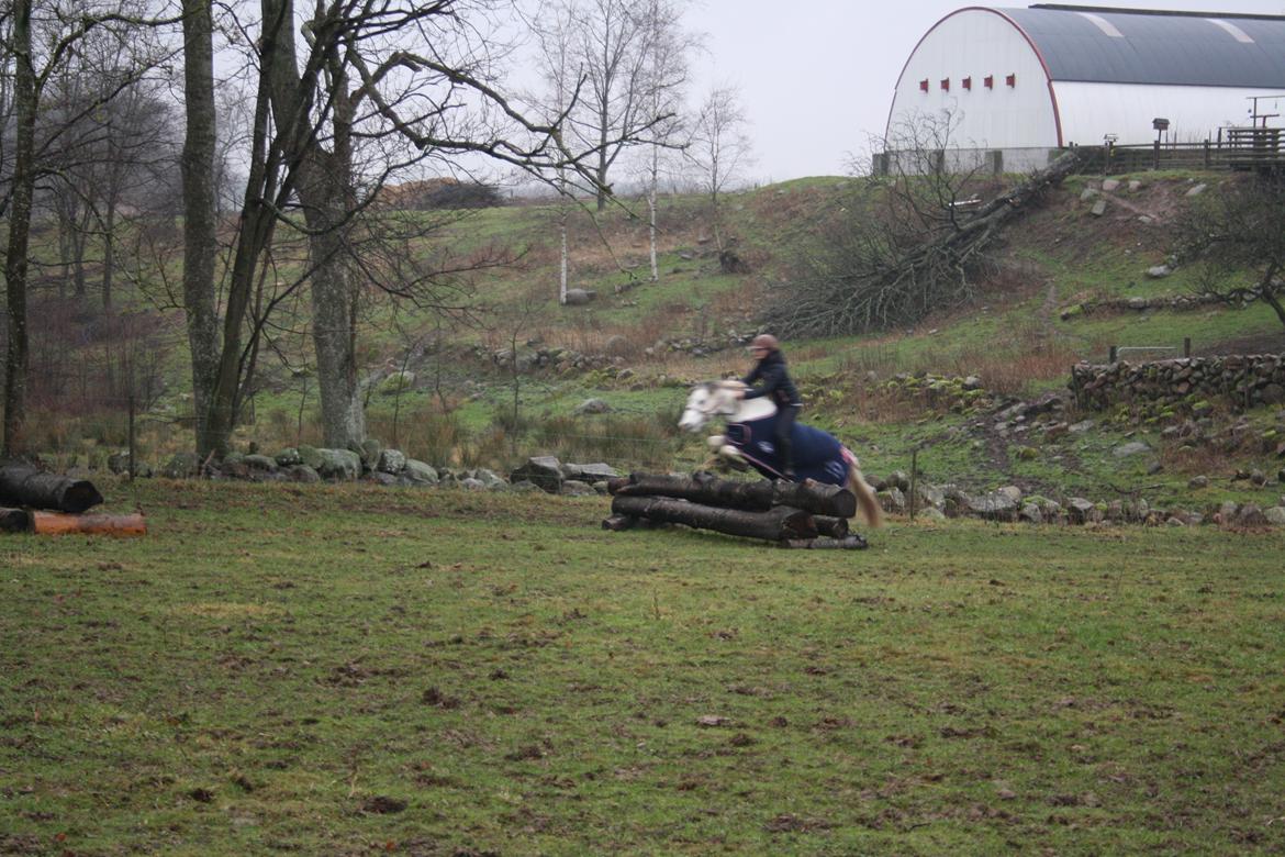 Anden særlig race Müseli<3 ( bornholms og klub mester ) billede 11