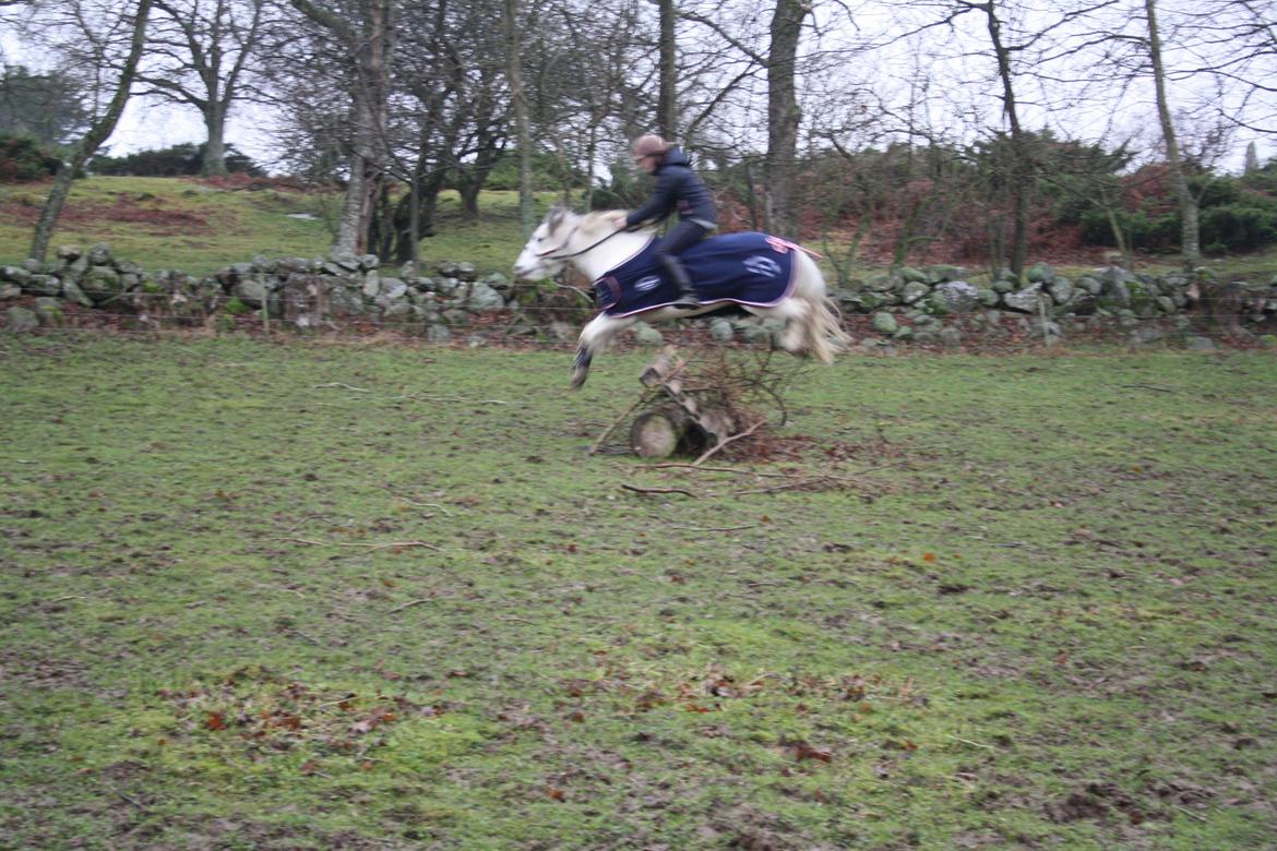 Anden særlig race Müseli<3 ( bornholms og klub mester ) - verdens bedste mus! <3 billede 9