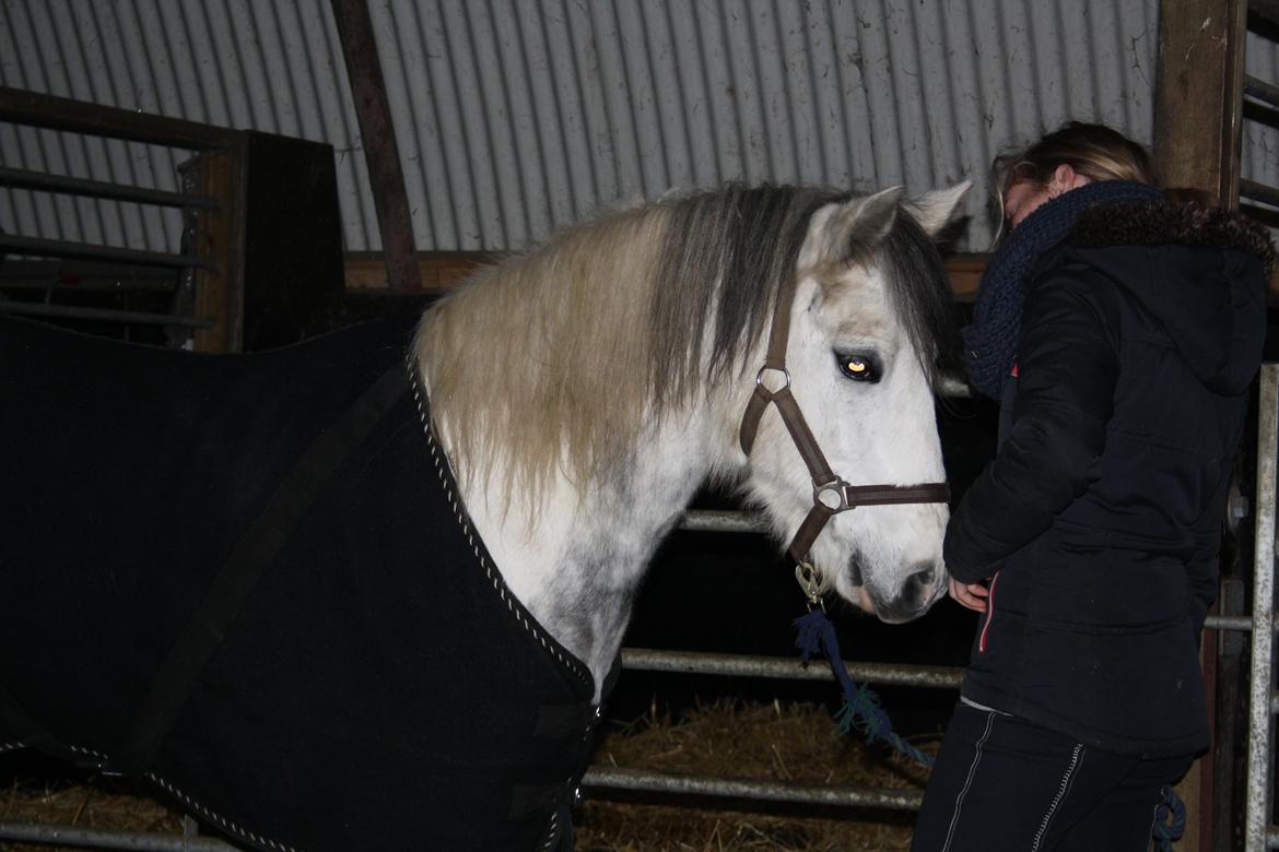 Anden særlig race Müseli<3 ( bornholms og klub mester ) - farvel mus!
-Engang i livet, Altid i hjertet <3 <3  billede 1