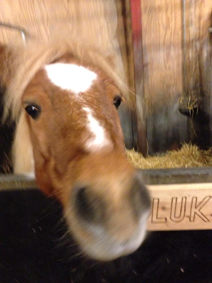 Shetlænder Lukas billede 1
