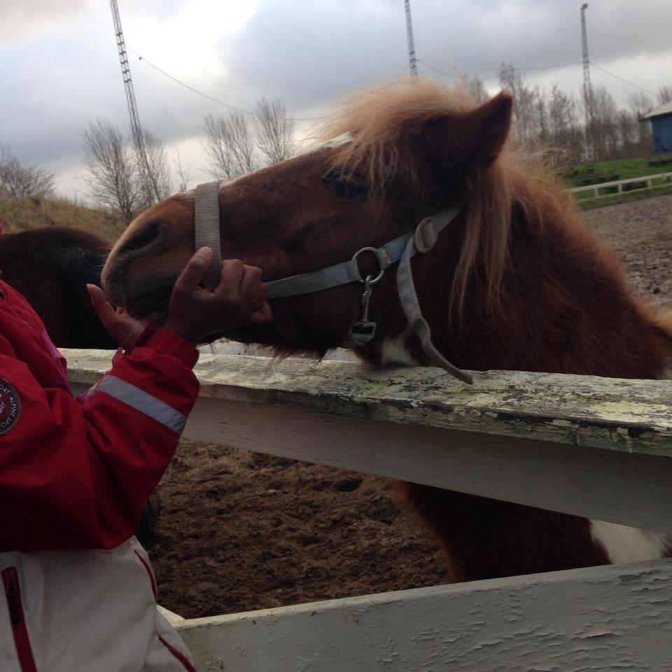 Shetlænder Lukas billede 2