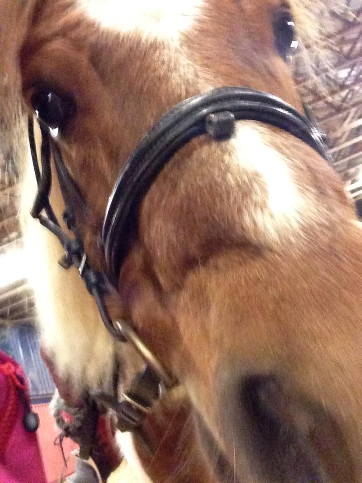 Shetlænder Lukas billede 3