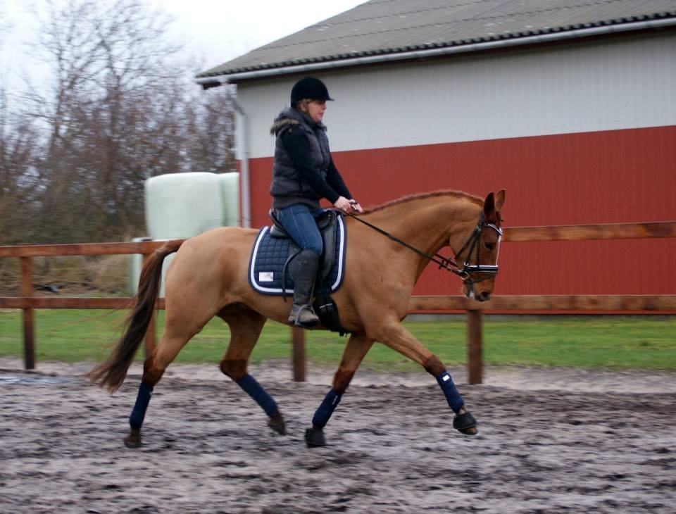 Tysk Oldenburger Meldgårds princesse chakira - første gang i byen og 10 gang med rytter billede 8