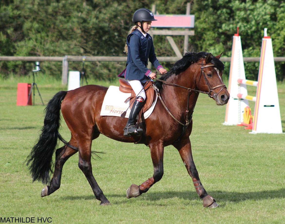 Connemara Hesteklewas Cadot ( B pony) - Foto: Mathilde HVC billede 19