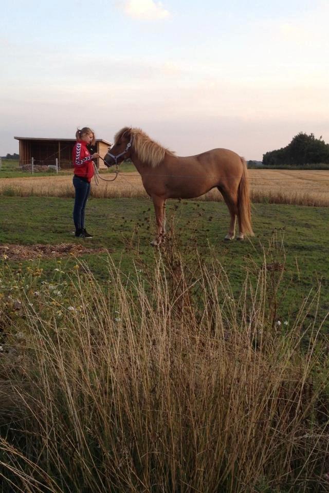 Islænder Tritla - Trille <3 billede 2