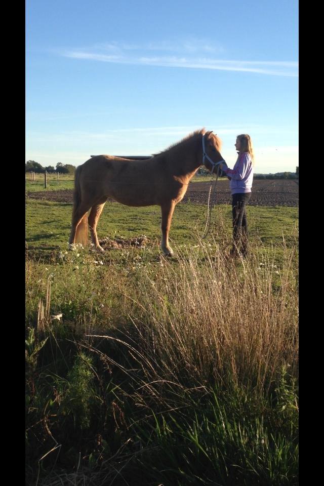 Islænder Tritla - Trille <3 billede 5