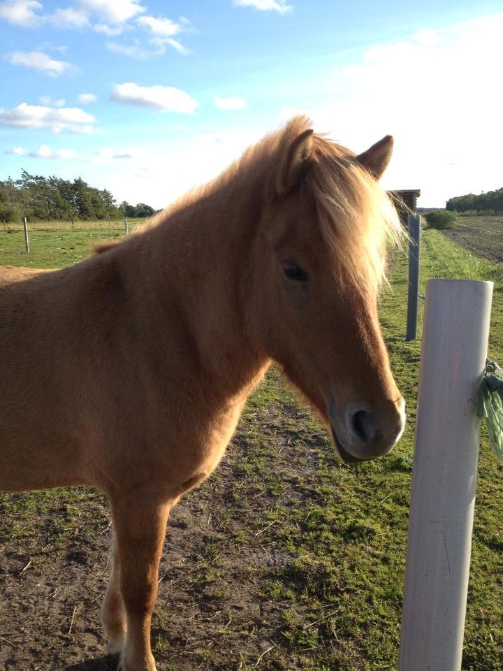 Islænder Tritla - Trille <3 billede 6