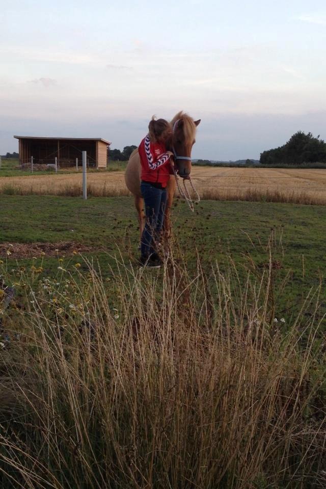 Islænder Tritla - Trille <3 billede 3