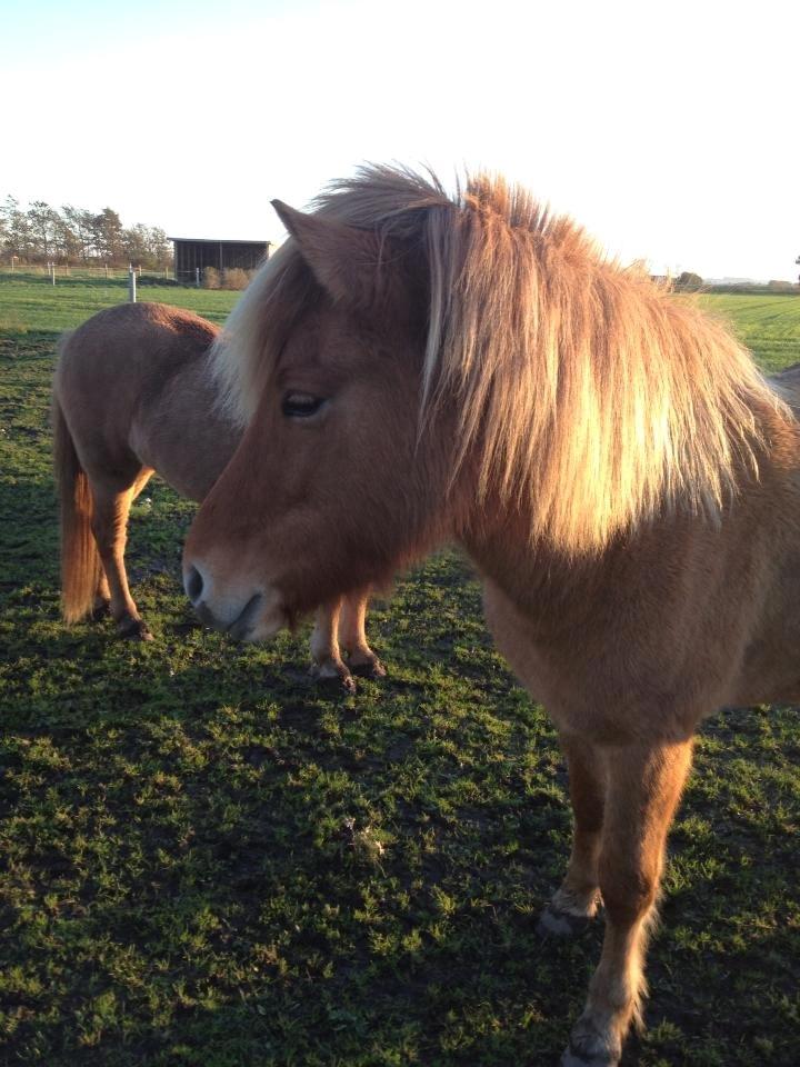 Islænder Tritla - Trille <3 billede 4