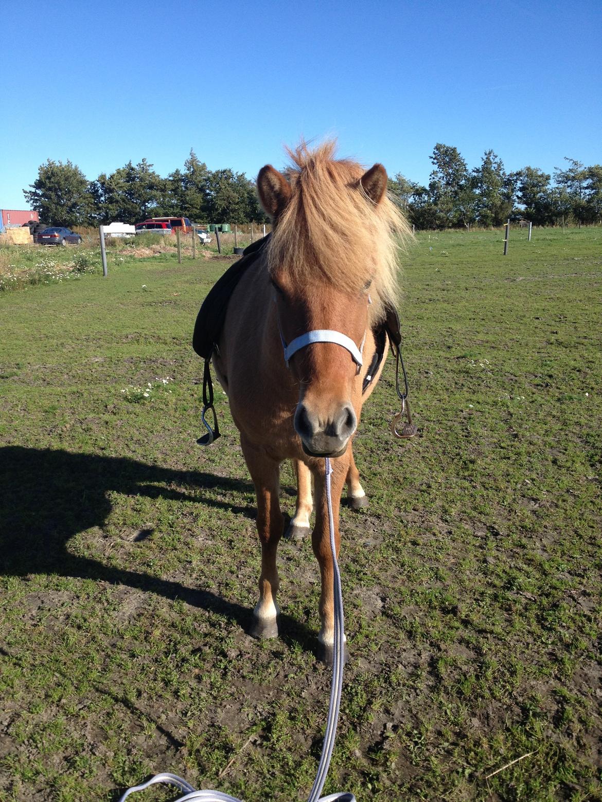 Islænder Tritla - Trille <3 billede 7