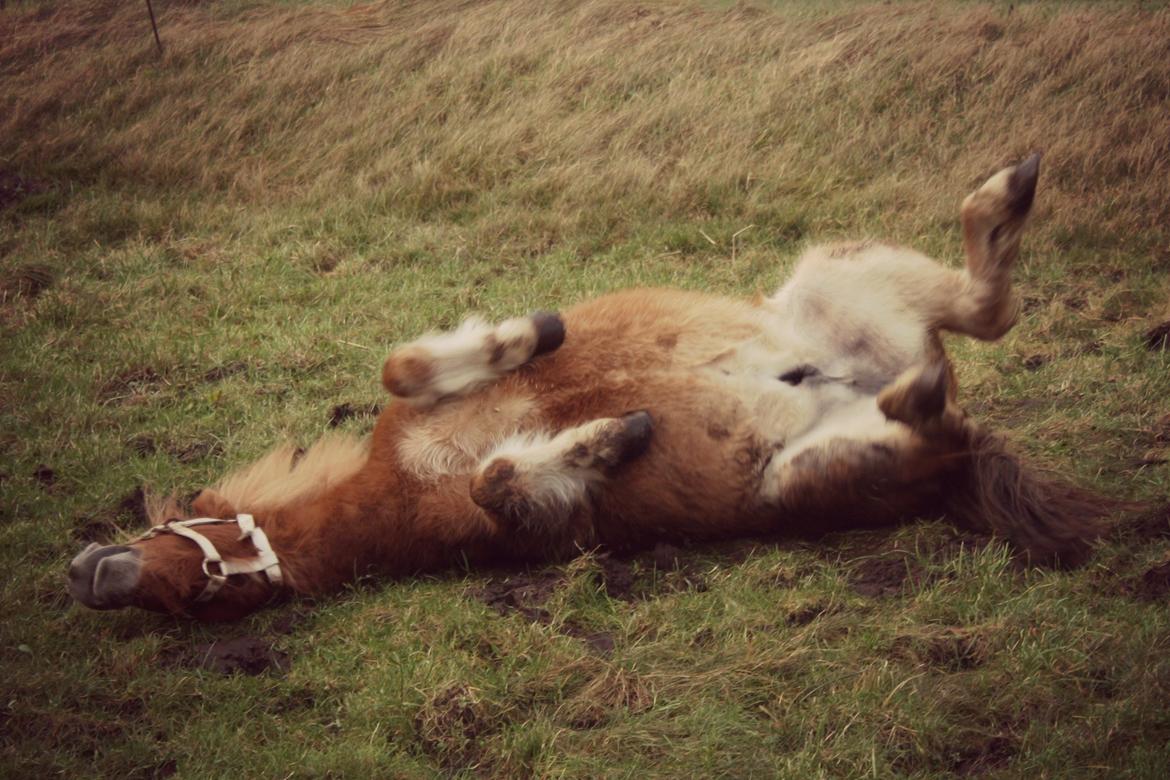 Miniature Lille Boysen (Trouble) - Ryggen klør XD billede 7