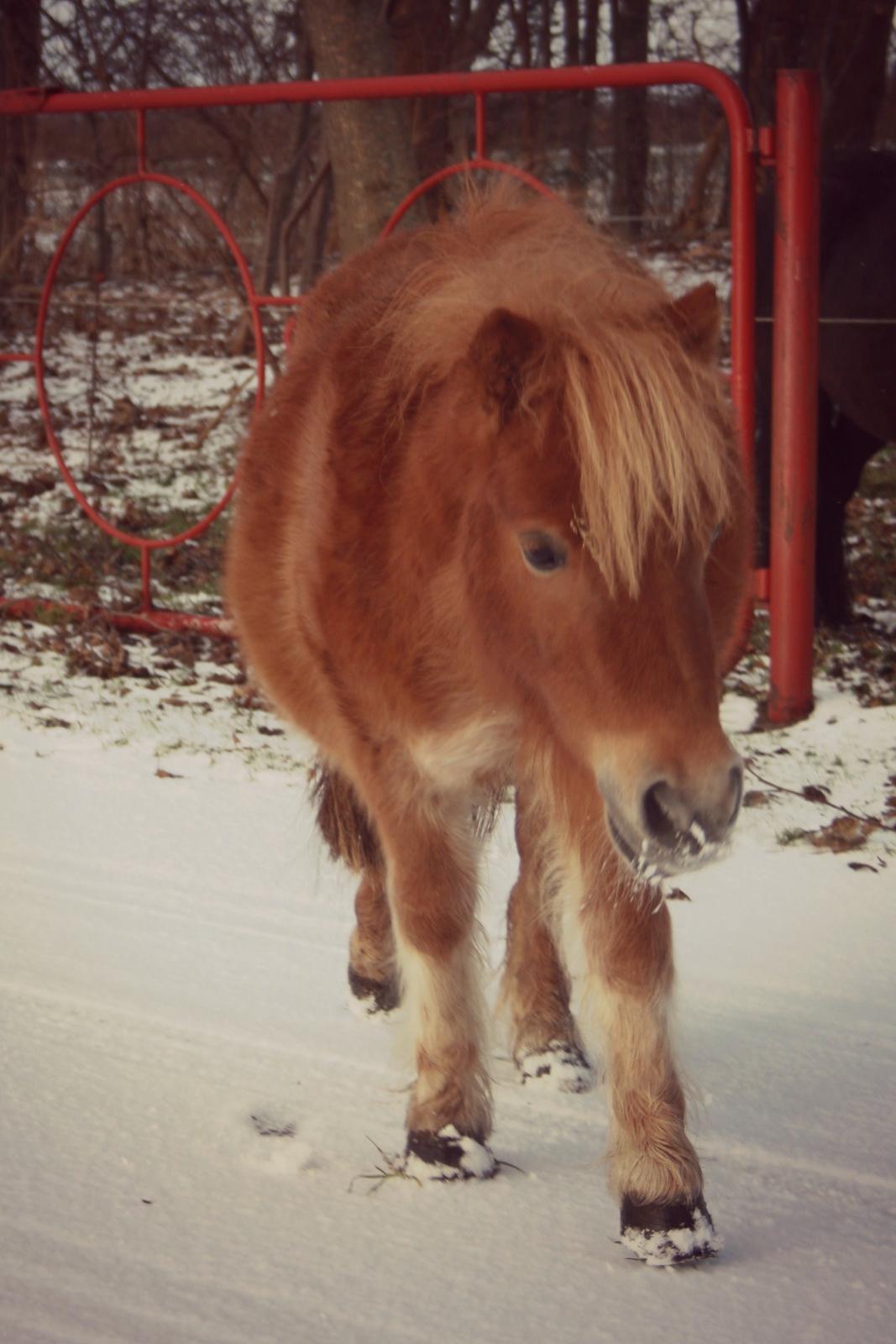 Miniature Lille Boysen (Trouble) - Sneee <3 billede 12