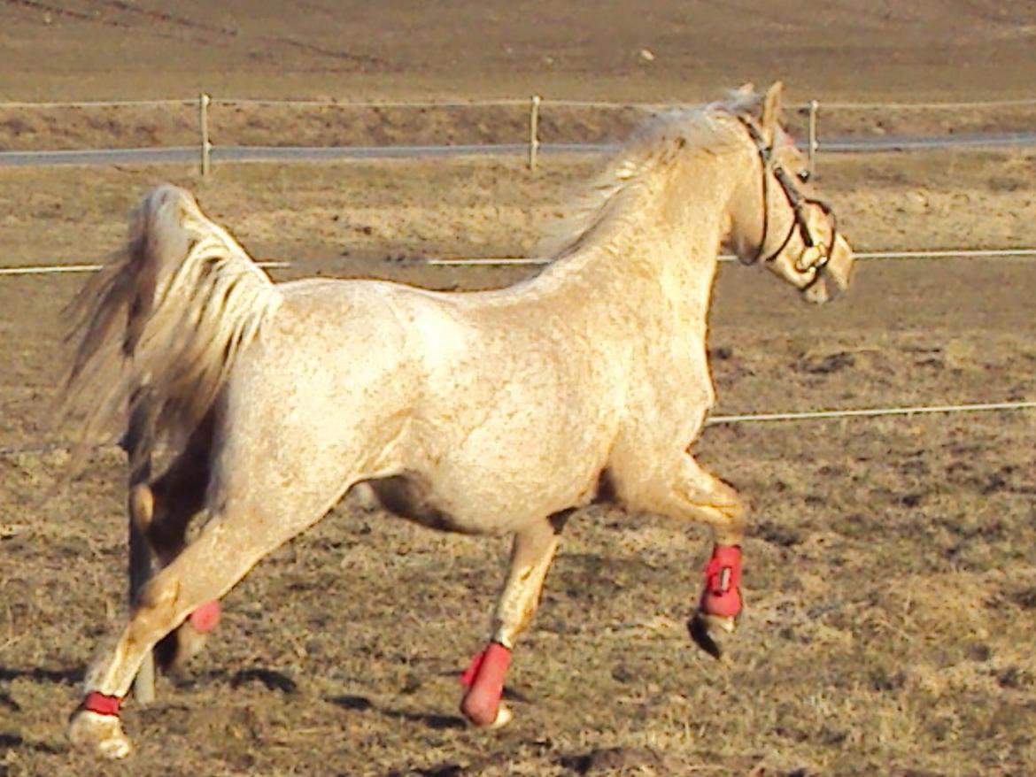 Anden særlig race Jerry. *SOLGT* - Rent blær!!:-) billede 24