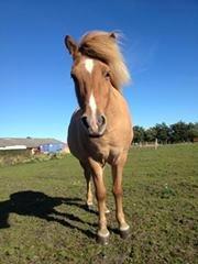 Islænder Sóley fra Röðli billede 7