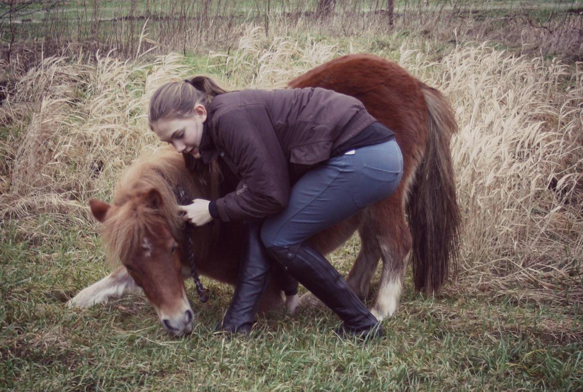 Miniature Lille Boysen (Trouble) - Dygtige ponzzz <3 billede 1