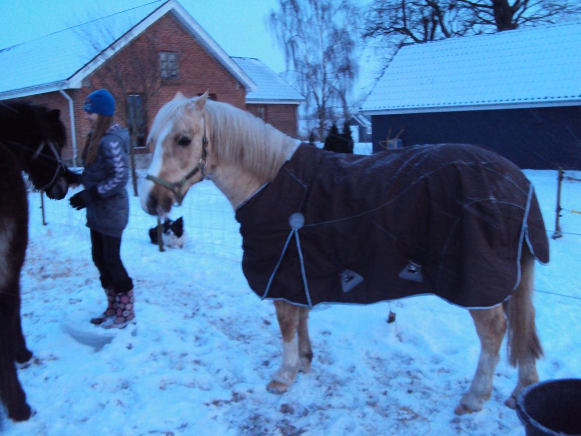 Anden særlig race Jerry. *SOLGT* - Brrr... koldt.... billede 23